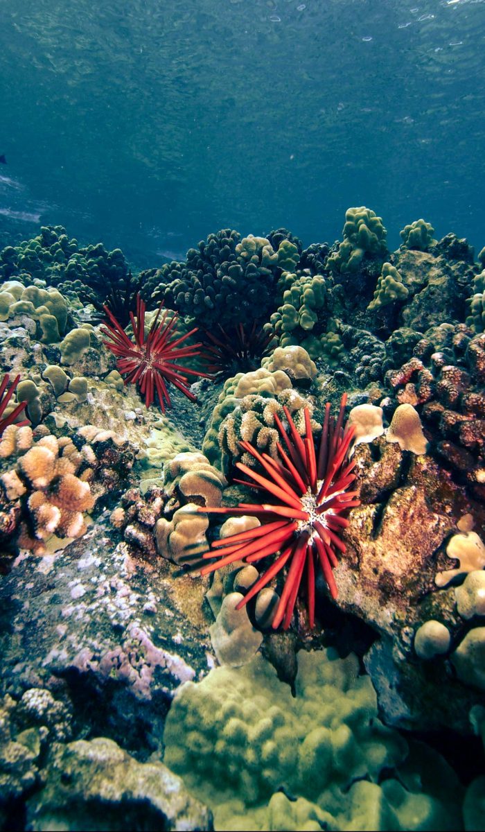 four-winds-ii-molokini-crater-snorkel-red-slate-pencil-urchin-full-size